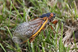 cicada photo by wendy heise