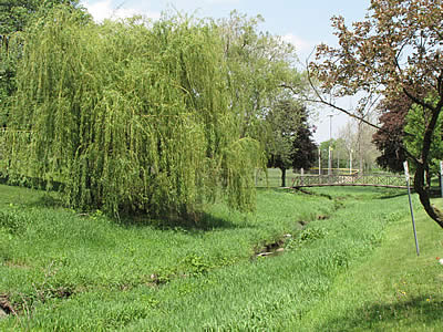Willow tree, Central Park, urban forestry