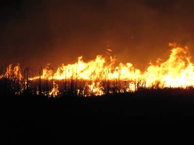 High flames at Central Park Wetlands fire