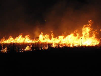 High flames at Central Park Wetlands fire