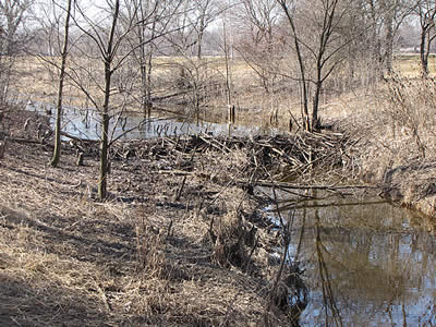 Beaver dam in Park Forest