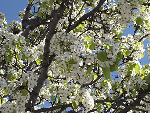 Blossoming tree in the DownTown.