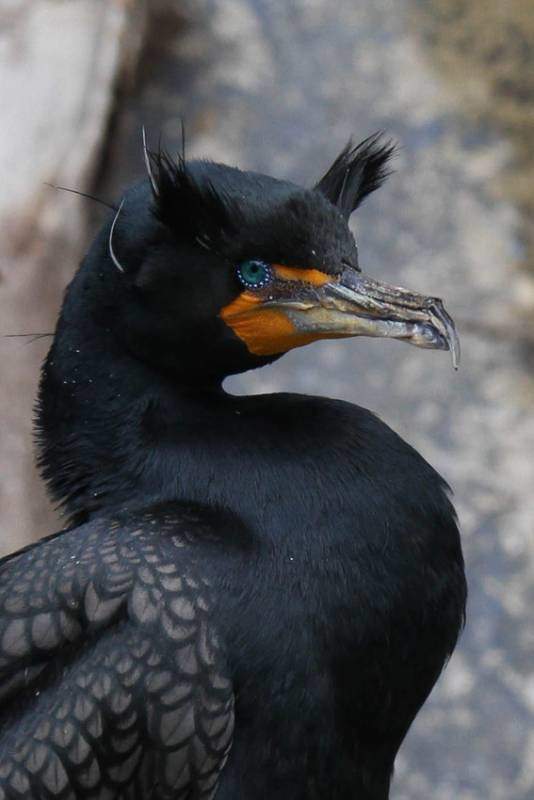 Double-crested cormorant photo courtesy Flickr/Mark Dumont.