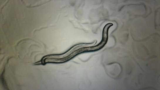Nematode worms