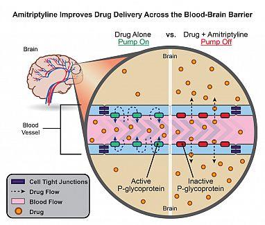 blood-brain barrier antidepressant amitriptyline