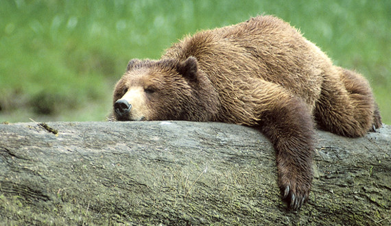 grizzly bear