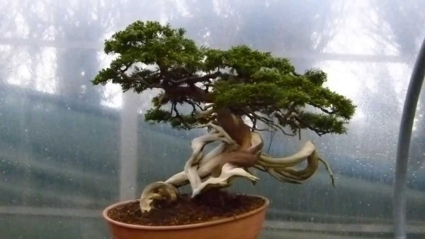 Union Street Gallery bonsai lecture