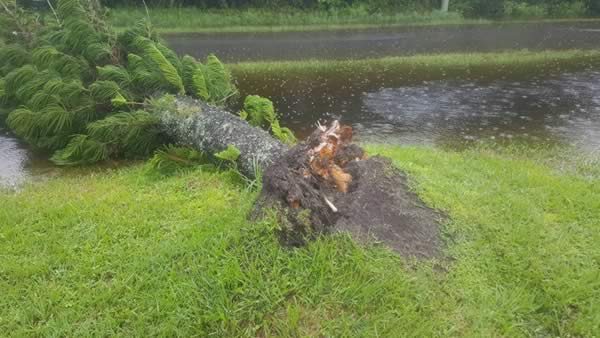 felled tree, flooding, Punta Gorda, Florida, Jim Kopycinski, Sierra Kopycinski