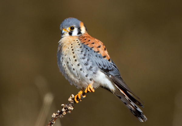 American Kestrel.