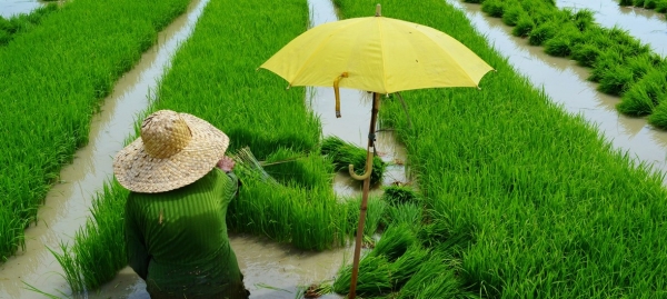 Planting rice paddy