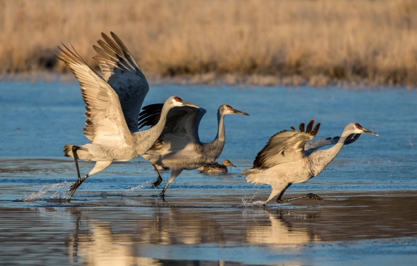 Sandhill Cranes