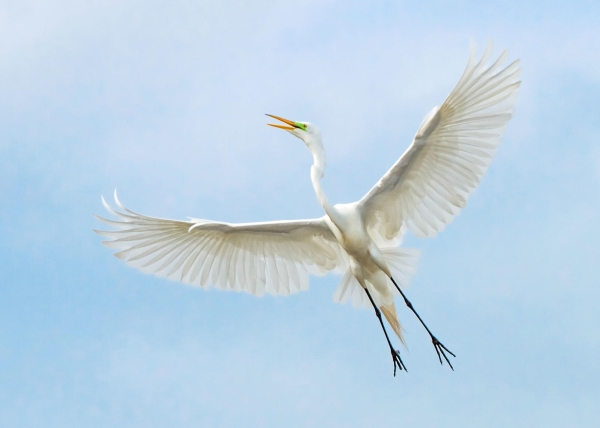 Great Egret