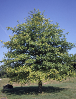 Pin Oak