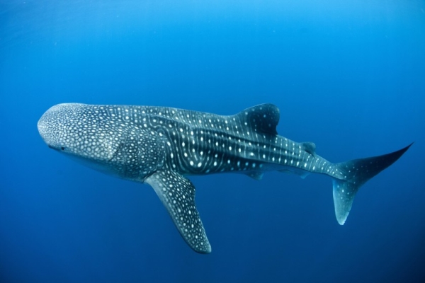 Whale Shark