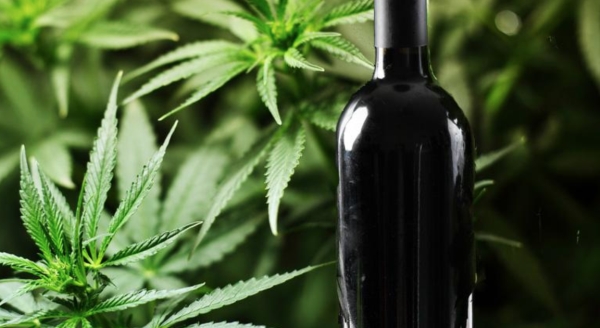 Cannabis and wine