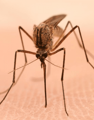 Mosquito West Nile Virus