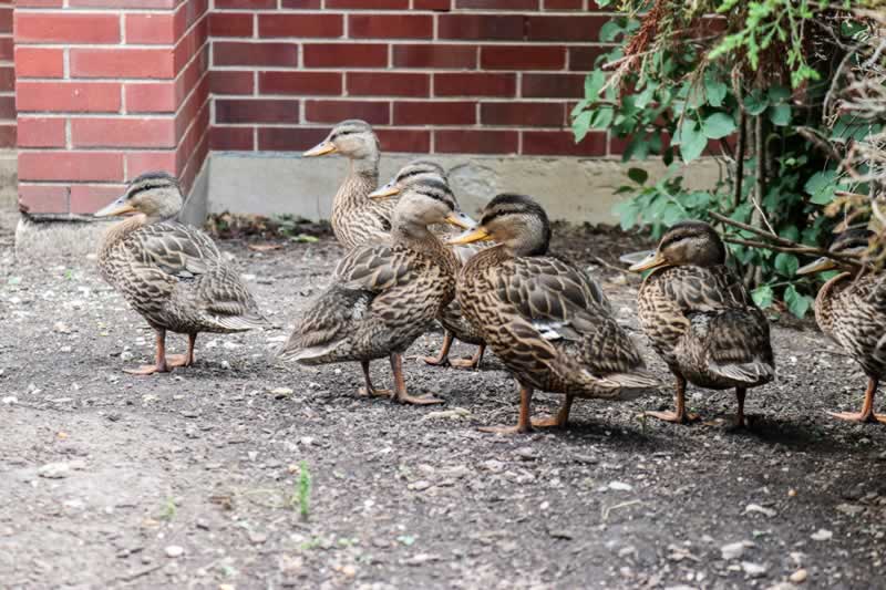 ducks at Marian Catholic High School