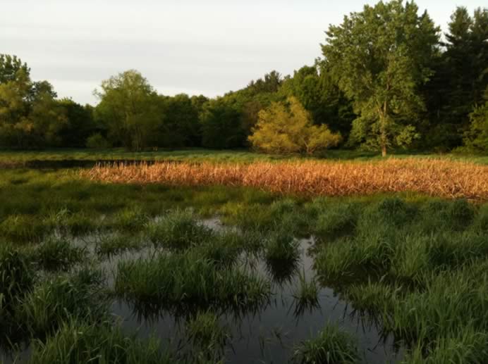 Wetland Overlook Thorn Creek Nature Preserve