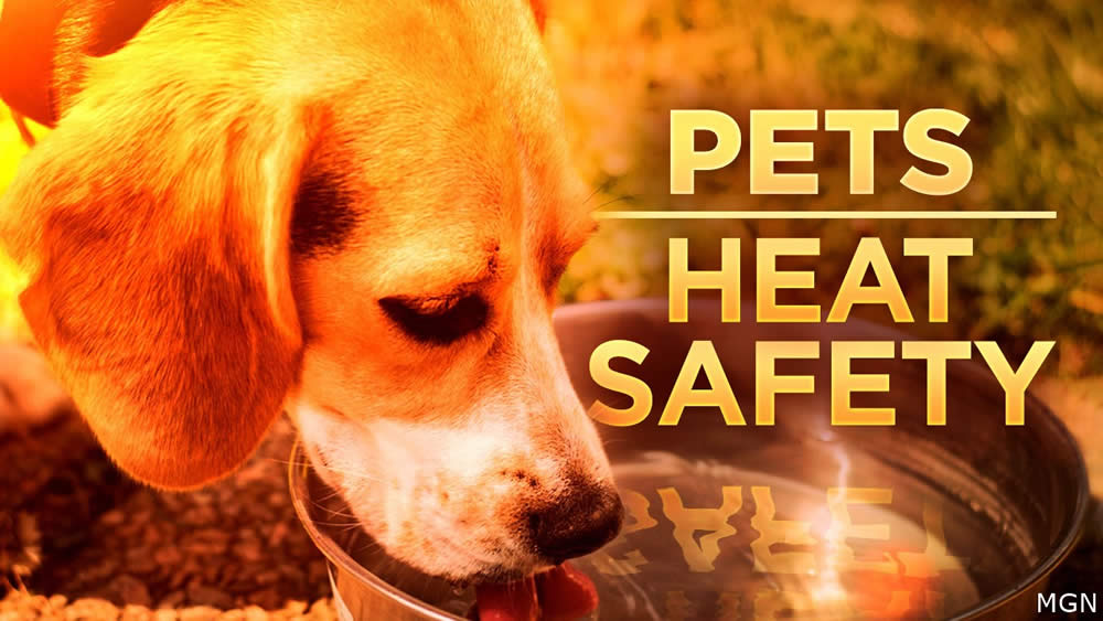 Pets during excessive heat