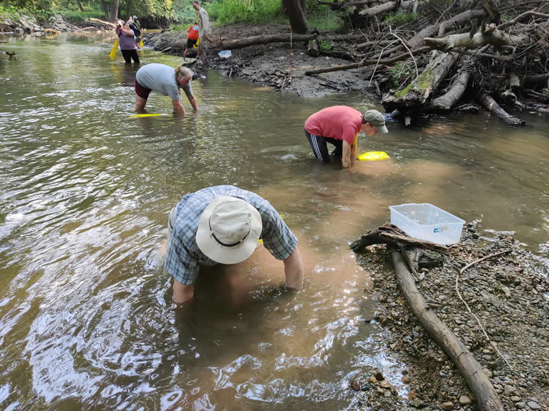 Volunteers looking for mussels in a stream. Illinois RiverWatch File Photo.