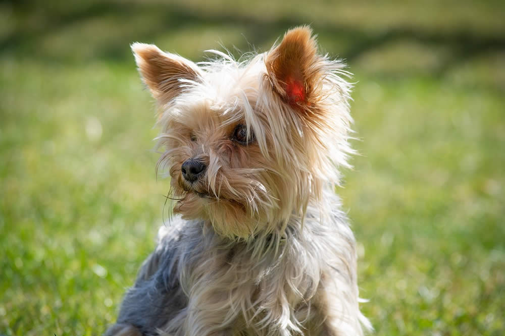 A Yorkshire Terrier, Yorkie