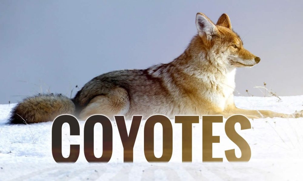 coyotes