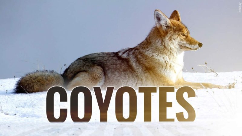 coyotes