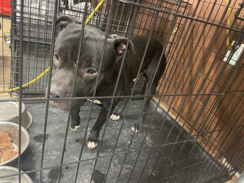 lost pit bull dog, included in December police reports