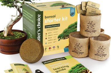 picture of a bonsai tree, with boxes, containers, and directions