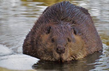 A beaver at the Will County Forest Preserve