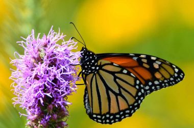 The Forest Preserve District of Will County will host a Magical Monarchs program on Aug. 2 at Plum Creek Nature Center in Crete Township. (Forest Preserve staff photo | Glenn P. Knoblock)