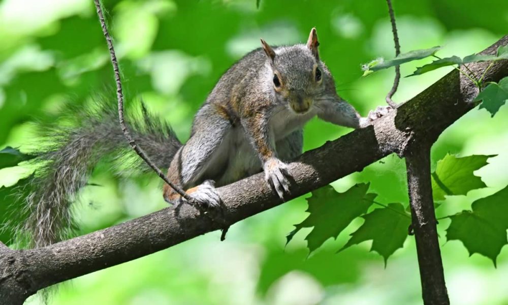 recycle your bicycle, squirrel and nature play, sunrise paddle