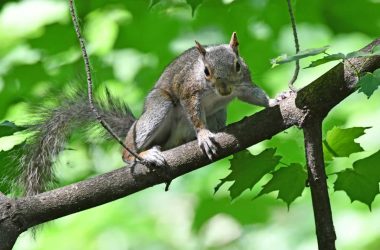 recycle your bicycle, squirrel and nature play, sunrise paddle