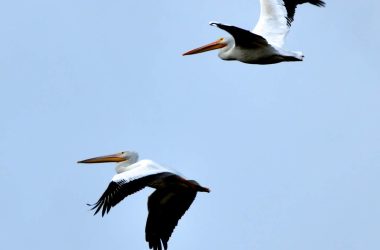 Pelican Watch, McKinlen Woods