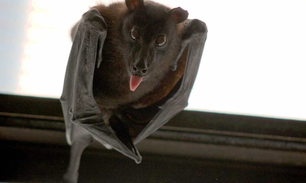 bat, rabid bat