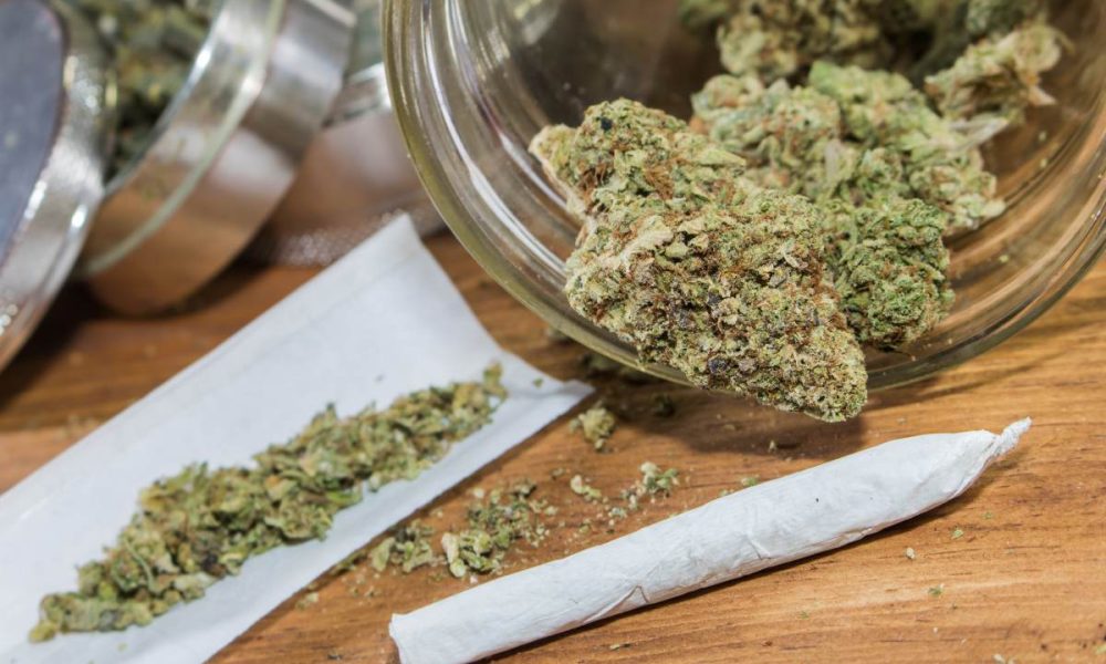 smell cannabis, Rolling joints with trimmed cannabis.