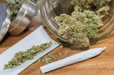 smell cannabis, Rolling joints with trimmed cannabis.